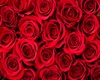 valentine rose dress