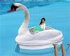 Lovers Swan Ride