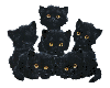 gatitos pretos 