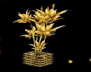 Lune Plante Gold...