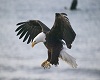 (K) Pretty Eagle Landing