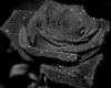 dj black roses