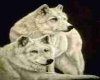 White Wolf Couple Rug