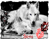 Wolf Love