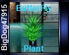 [BD] Butterfly Plant