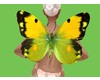 Butterfly wings vs 1