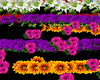 Animation effect flowers