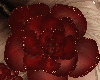 SL Surprise Hair Flower