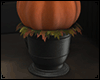 Vase with pumpkins