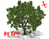 SC Big Natural Tree