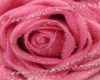 Bouquet ramo pink rosa