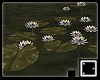 ♠ Water Lilies v.2