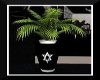 Hebrew Parlor Palm Black