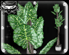 # Plant 5