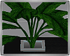~B&W~Modern Plant