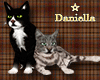 D| Cats Animated