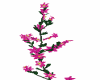 Pink Wedding Ivy Plant