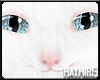 :White Kitten BL - M