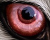 Red Wolf Eyes M V1