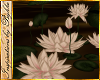 I~Persian Water Lilies