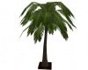 Deck Palm Tree