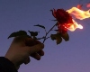 Cutout Burnt Rose