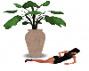 Plant w/Vase