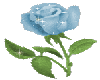 Blue rose