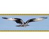 flying eagel