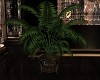 LC- A Charming Plant