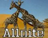 [A] Giraffe Family