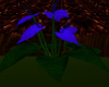 Blue Lily Plant