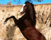 HORSE 3
