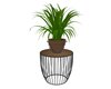 Patio Plant