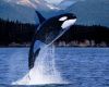 Small Whale