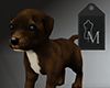 M Puppy Dog Brown