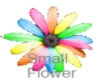 flower multicolor