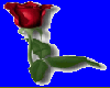 Roses 6