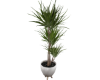 classic,plant
