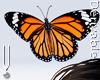 -V- Animated butterfly