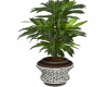 Stylish Draecena Plant
