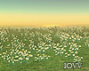 Iv•Req Flower Field