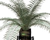 Bagdad Plants