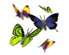 Butterflies 143x143px