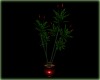 Tall plant W/ Red Pot