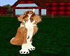 Rough Collie Furkini F