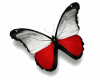 Polish butterfly