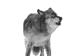 Wolf Pet