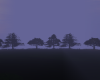 Afternoon in the forest