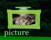 Crisp C cat picture
